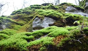 Attēlu rezultāti vaicājumam “Anomodon”