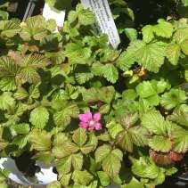 Attēlu rezultāti vaicājumam “Rubus arcticus flower”