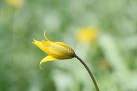 Attēlu rezultāti vaicājumam “Tulipa sylvestris bud”