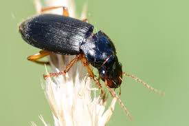 Attēlu rezultāti vaicājumam “Pseudoophonus rufipes”