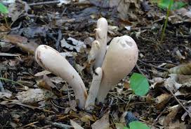 Attēlu rezultāti vaicājumam “Clavariadelphus pistillaris”