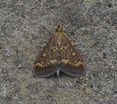 Attēlu rezultāti vaicājumam “Ostrinia nubilalis”