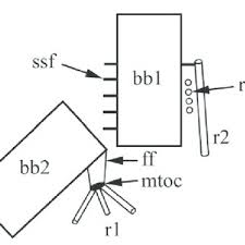 Attēlu rezultāti vaicājumam “Symphytocarpus impexus spores”
