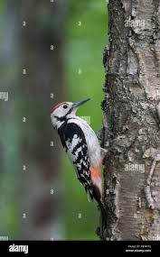 Attēlu rezultāti vaicājumam “Dendrocopos leucotos male”