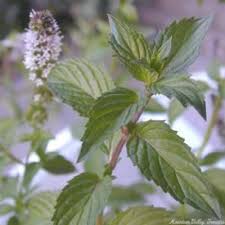 Image result for Mentha piperita