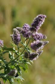 Attēlu rezultāti vaicājumam “Mentha longifolia flower”