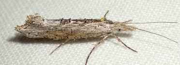 Attēlu rezultāti vaicājumam “Ypsolophidae”