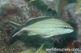 Image result for Haemulon album