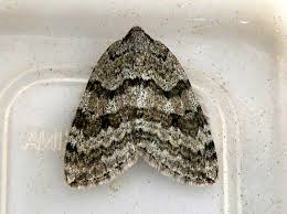 Attēlu rezultāti vaicājumam “Epirrita sp.”