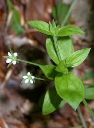 Attēlu rezultāti vaicājumam “Moehringia trinervia flower”