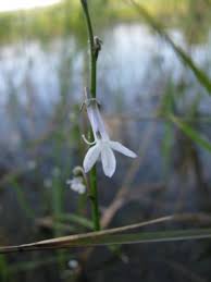 Attēlu rezultāti vaicājumam “Lobelia dortmanna flower”