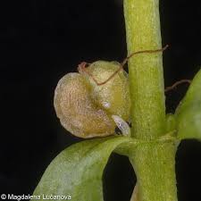 Attēlu rezultāti vaicājumam “Callitriche cophocarpa”