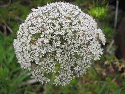 Attēlu rezultāti vaicājumam “Daucus carota subsp. carota flower”