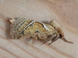 Attēlu rezultāti vaicājumam “Hepialus sylvina female”