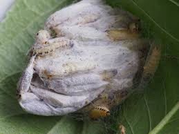 Attēlu rezultāti vaicājumam “Yponomeuta evonymella larva”