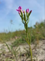 Attēlu rezultāti vaicājumam “Centaurium littorale flower”