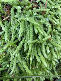 Attēlu rezultāti vaicājumam “Plagiothecium sp.”