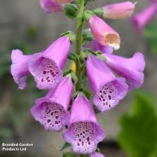 Attēlu rezultāti vaicājumam “Viola x williamsii flower”
