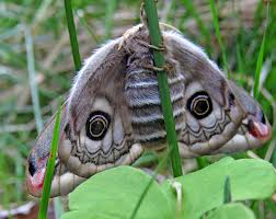 Attēlu rezultāti vaicājumam “Phalonidea permixtana”