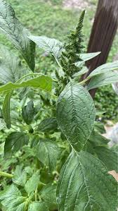 Attēlu rezultāti vaicājumam “Amaranthus retroflexus leaf”