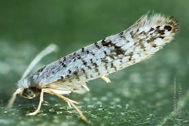 Attēlu rezultāti vaicājumam “Argyresthia albistria”
