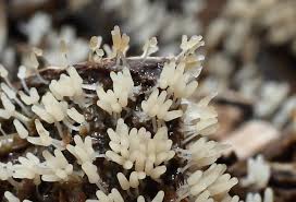 Attēlu rezultāti vaicājumam “Arcyria cinerea macro”