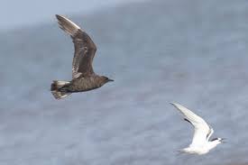 Attēlu rezultāti vaicājumam “Stercorarius parasiticus”