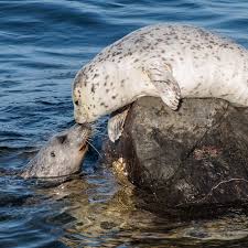 Image result for Phoca vitulina