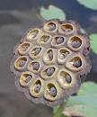 Water lotus seed pod | Flickr - Photo Sharing!