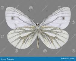 Attēlu rezultāti vaicājumam “Pieris napi underside”