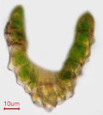 Attēlu rezultāti vaicājumam “Dicranum montanum sporophyte”