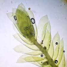 Attēlu rezultāti vaicājumam “Neckera complanata”