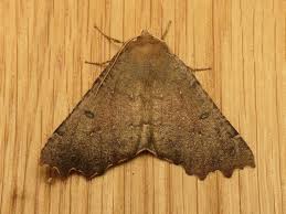 Attēlu rezultāti vaicājumam “Odontopera bidentata”