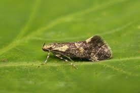 Attēlu rezultāti vaicājumam “Denisia similella”