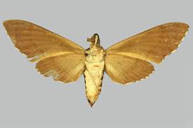 Attēlu rezultāti vaicājumam “Laothoe amurensis”