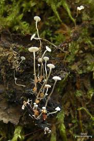 Attēlu rezultāti vaicājumam “Collybia tuberosa”