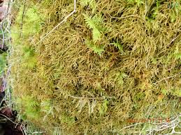 Attēlu rezultāti vaicājumam “Hylocomiastrum umbratum”