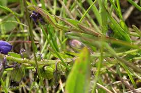 Attēlu rezultāti vaicājumam “Polygala vulgaris leaf”