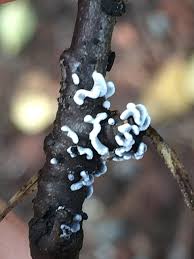 Attēlu rezultāti vaicājumam “Physarum bivalve”