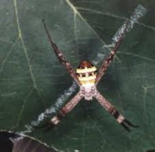 Image result for st andrews cross spider