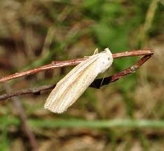 Attēlu rezultāti vaicājumam “Mythimna flammea”