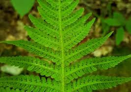 Attēlu rezultāti vaicājumam “Phegopteris connectilis”