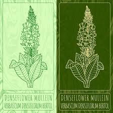 Attēlu rezultāti vaicājumam “Verbascum densiflorum leaf”