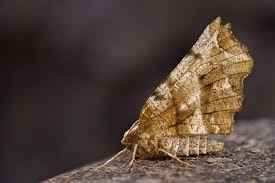 Attēlu rezultāti vaicājumam “Selenia dentaria imago”