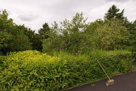 Image result for Hollycroft Park Bowls Club