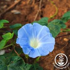 Image result for Ipomoea Heavenly Blue
