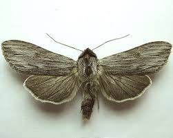 Attēlu rezultāti vaicājumam “Cucullia lucifuga larva”