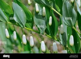 Attēlu rezultāti vaicājumam “Polygonatum odoratum flower”