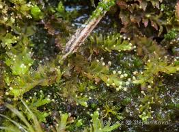 Attēlu rezultāti vaicājumam “Lophozia longidens”