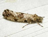 Attēlu rezultāti vaicājumam “Morophaga choragella”